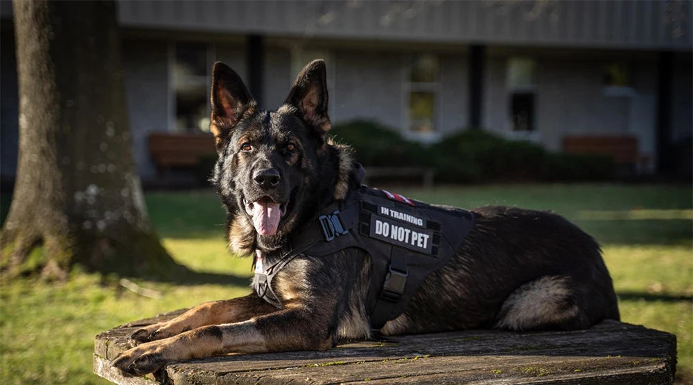 Arnés, collar y correa para perros grandes, bolsas para mascotas, chaleco de entrenamiento para pastor alemán, arneses para perros medianos y grandes, accesorios